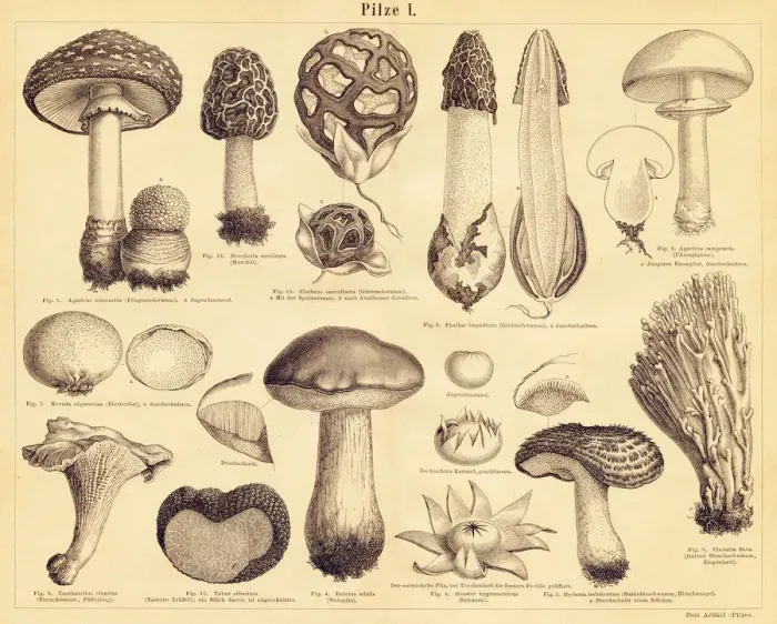 Framed Print : Edible Mushrooms engraving illustration Framed Print : Edible Mushrooms engraving illustration