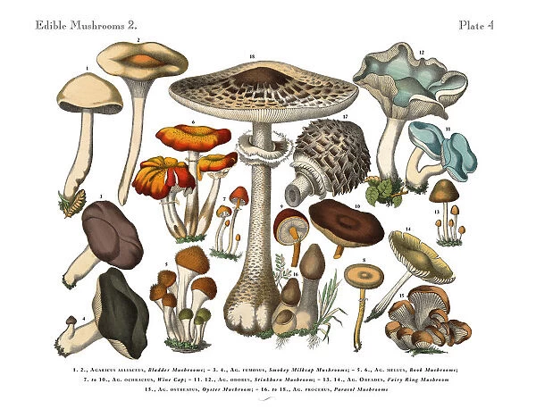 Edible Mushrooms, Victorian Botanical Illustration