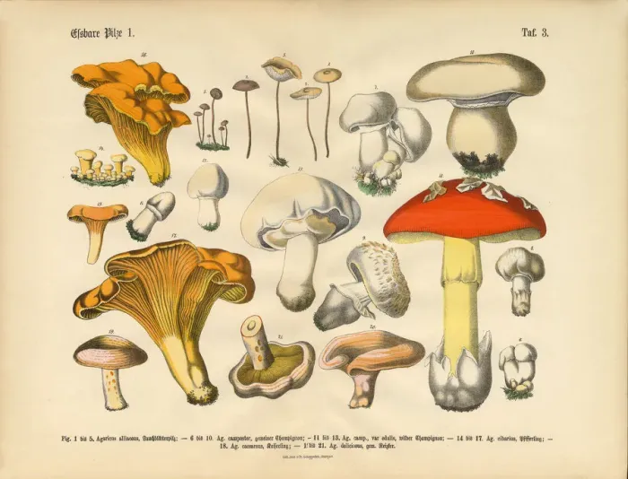 Framed Print : Edible Mushrooms, Victorian Botanical Illustration Framed Print : Edible Mushrooms, Victorian Botanical Illustration