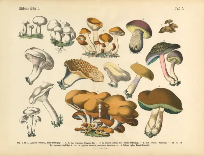 Framed Print : Edible Mushrooms, Victorian Botanical Illustration Framed Print : Edible Mushrooms, Victorian Botanical Illustration