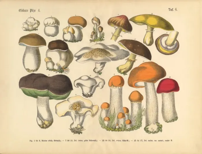 Framed Print : Edible Mushrooms, Victorian Botanical Illustration Framed Print : Edible Mushrooms, Victorian Botanical Illustration