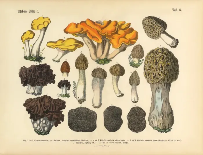Framed Print : Edible Mushrooms, Victorian Botanical Illustration Framed Print : Edible Mushrooms, Victorian Botanical Illustration