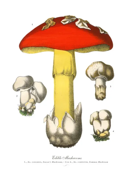 Framed Print : Edible Mushrooms, Victorian Botanical Illustration Framed Print : Edible Mushrooms, Victorian Botanical Illustration