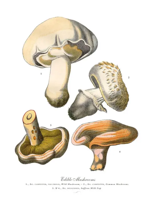 Framed Print : Edible Mushrooms, Victorian Botanical Illustration Framed Print : Edible Mushrooms, Victorian Botanical Illustration