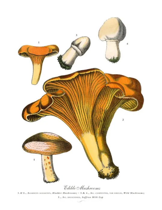 Framed Print : Edible Mushrooms, Victorian Botanical Illustration