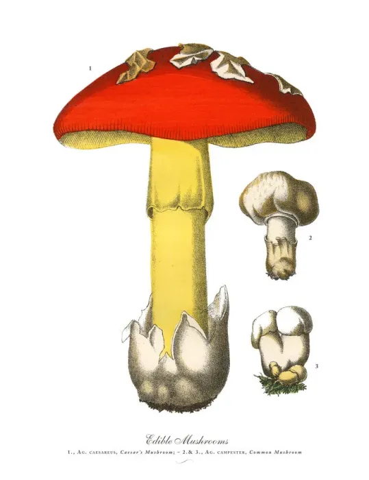 Framed Print : Edible Mushrooms, Victorian Botanical Illustration Framed Print : Edible Mushrooms, Victorian Botanical Illustration
