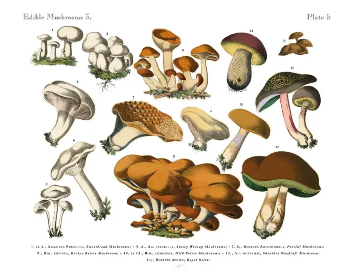 Framed Print : Edible Mushrooms, Victorian Botanical Illustration Framed Print : Edible Mushrooms, Victorian Botanical Illustration