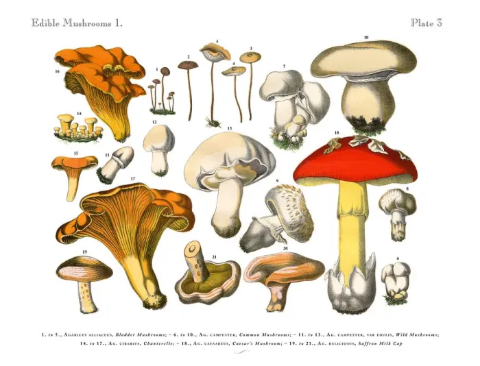Framed Print : Edible Mushrooms, Victorian Botanical Illustration