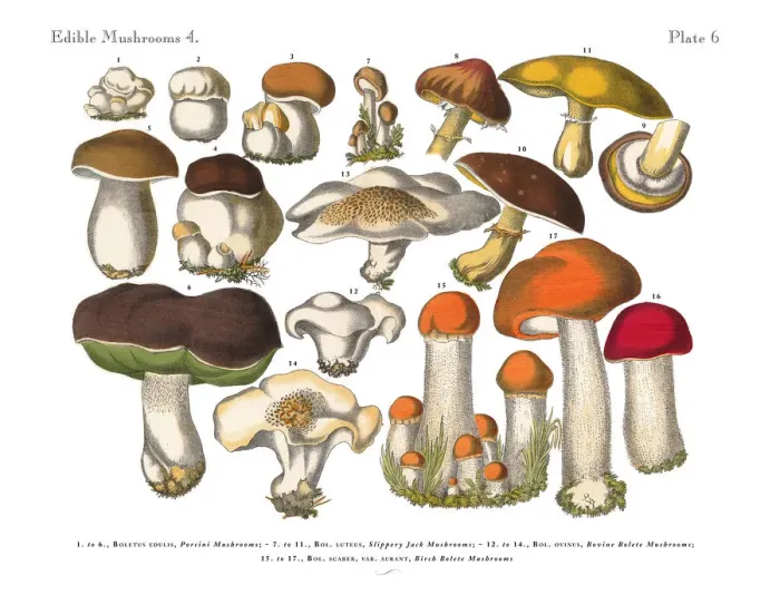 Framed Print : Edible Mushrooms, Victorian Botanical Illustration Framed Print : Edible Mushrooms, Victorian Botanical Illustration