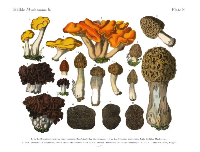 Framed Print : Edible Mushrooms, Victorian Botanical Illustration Framed Print : Edible Mushrooms, Victorian Botanical Illustration