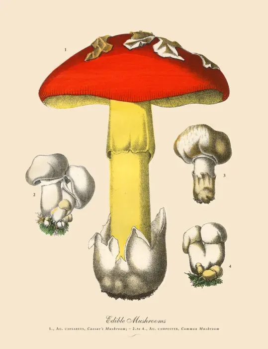 Framed Print : Edible Mushrooms, Victorian Botanical Illustration Framed Print : Edible Mushrooms, Victorian Botanical Illustration