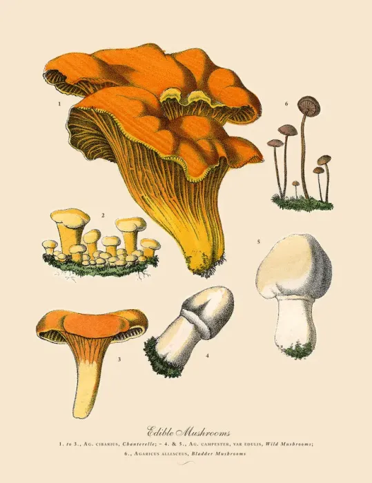 Framed Print : Edible Mushrooms, Victorian Botanical Illustration