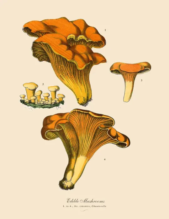 Framed Print : Edible Mushrooms, Victorian Botanical Illustration Framed Print : Edible Mushrooms, Victorian Botanical Illustration