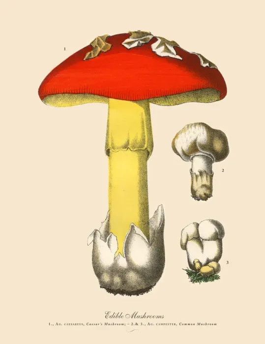 Framed Print : Edible Mushrooms, Victorian Botanical Illustration