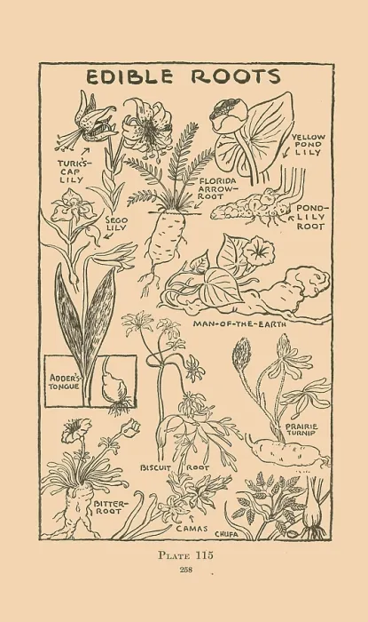 Framed Print : Edible Roots II