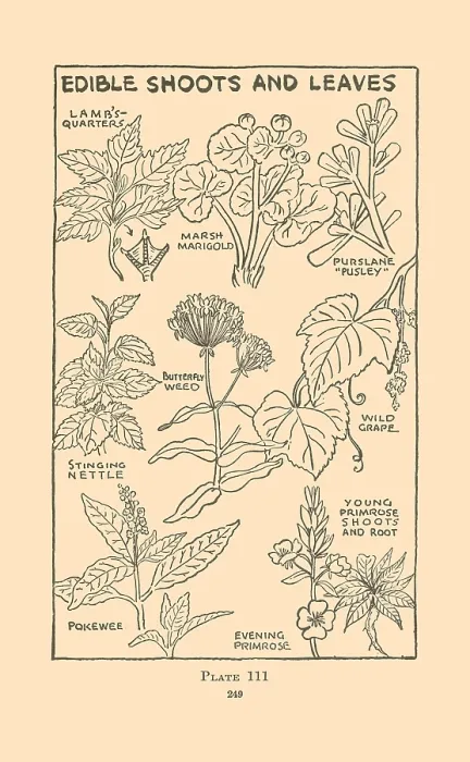 Framed Print : Edible Shoots and Leaves II Framed Print : Edible Shoots and Leaves II