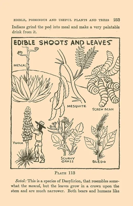 Framed Print : Edible Shoots and Leaves IV Framed Print : Edible Shoots and Leaves IV