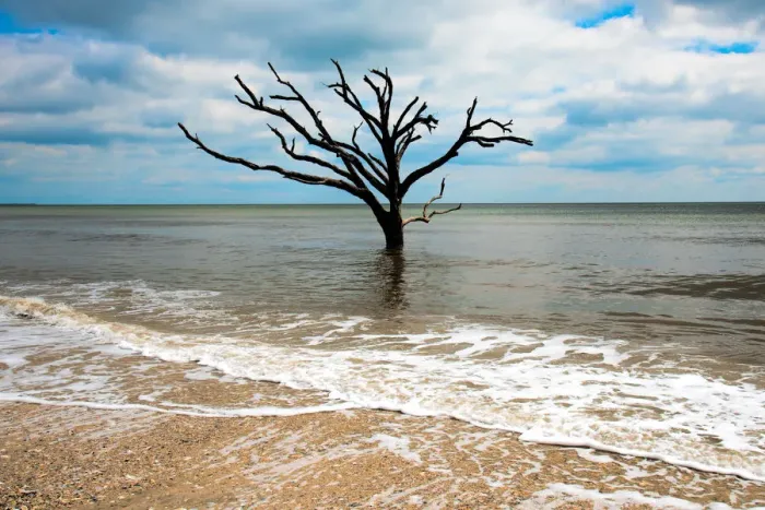 Framed Print : edisto island tree Framed Print : edisto island tree