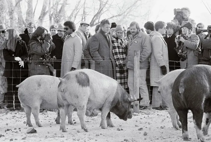 Framed Print : Edward M. Kennedy Visiting a Hog Farm Framed Print : Edward M. Kennedy Visiting a Hog Farm