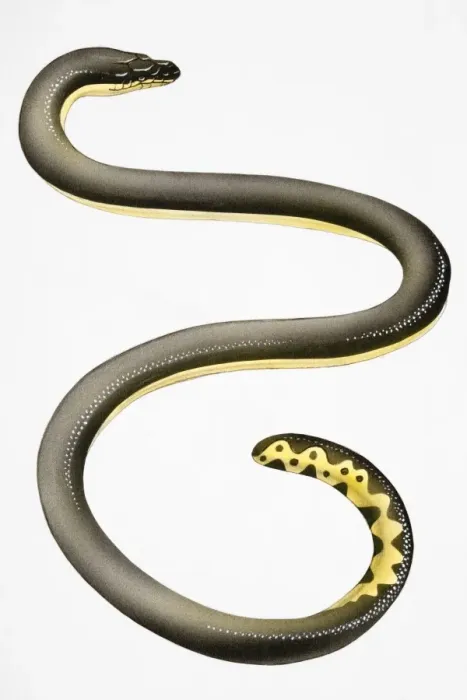 Framed Print : Eel (Anguilliformes), with long, slender body