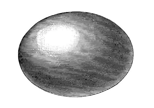 egg, ellipsoid