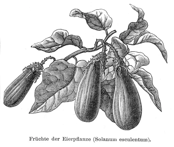 Framed Print : Egg plant vegetable 1895