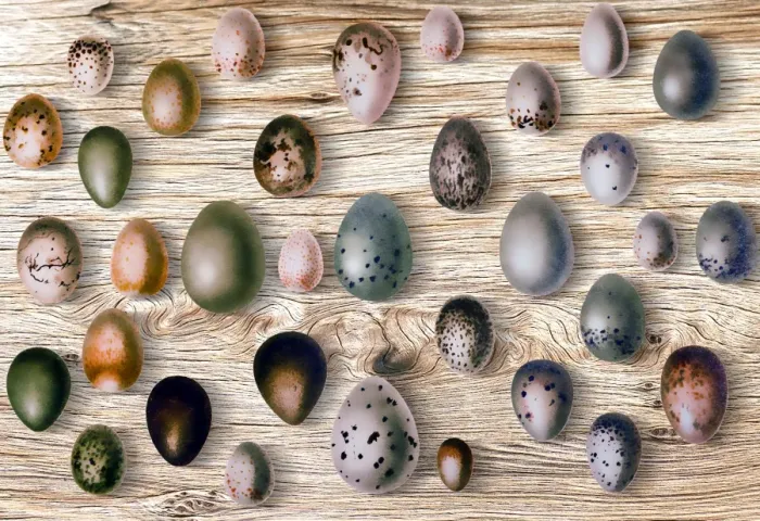 Framed Print : Eggs of birds in front of wood background Framed Print : Eggs of birds in front of wood background