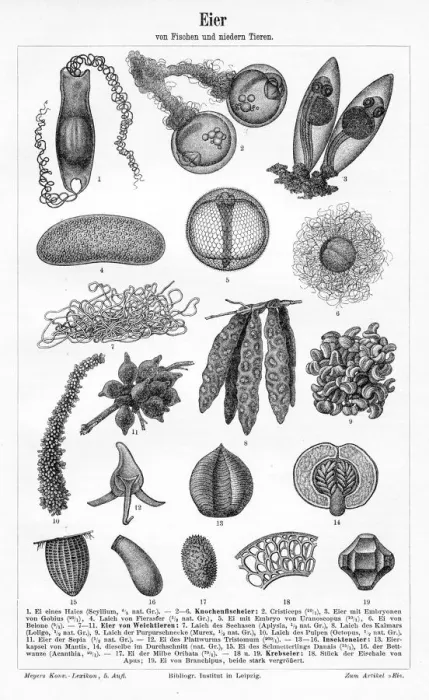 Framed Print : Eggs of fish and lower animals engraving 1895 Framed Print : Eggs of fish and lower animals engraving 1895