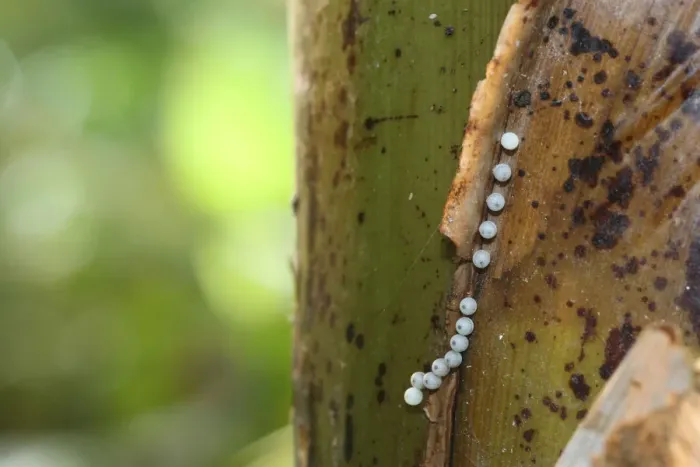 Framed Print : Eggs of the owl -Caligo memnon- on a banana plant, found in South America