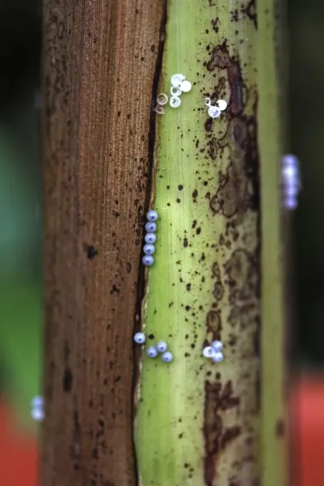 Framed Print : Eggs, probably from the owl butterfly -Caligo- on banana tree, Mainau, Baden-Wuerttemberg, Germany, Europe Framed Print : Eggs, probably from the owl butterfly -Caligo- on banana tree, Mainau, Baden-Wuerttemberg, Germany, Europe