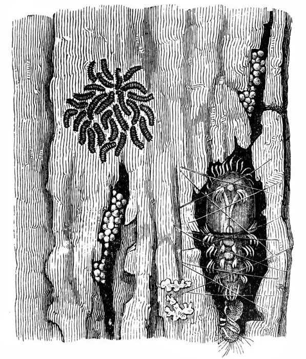 Framed Print : Eggs, young caterpillars and larva Framed Print : Eggs, young caterpillars and larva