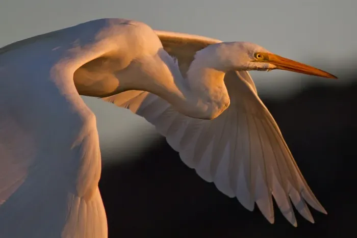 Framed Print : Egret bird at sunset