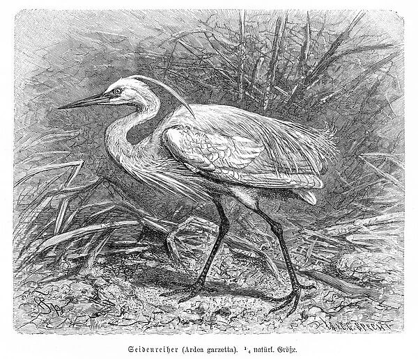 Egret engraving 1892