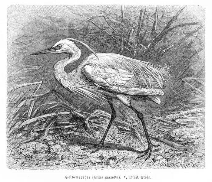 Framed Print : Egret engraving 1892 Framed Print : Egret engraving 1892