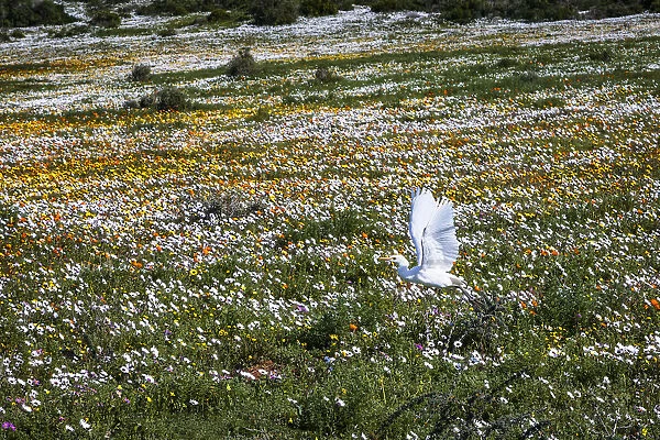 Egret flying across field of flowers. Postberg in the West Coast National Park. Western Cape Province. South Africa