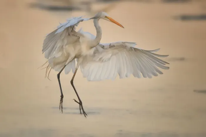 Framed Print : Egret Landing Framed Print : Egret Landing