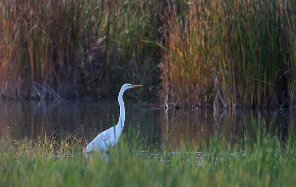 Egret in marsh