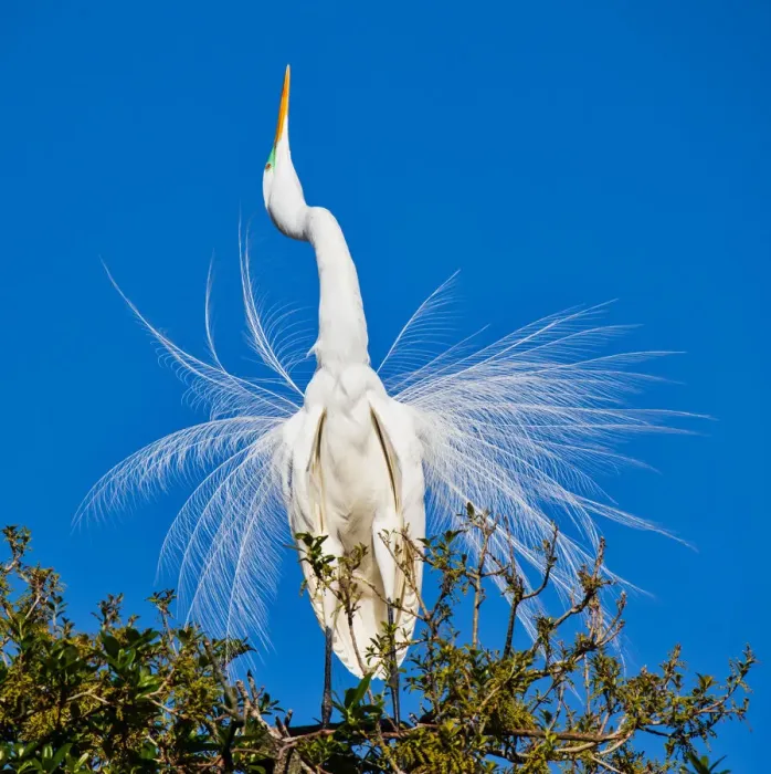 Framed Print : Egret Mating Stance Framed Print : Egret Mating Stance