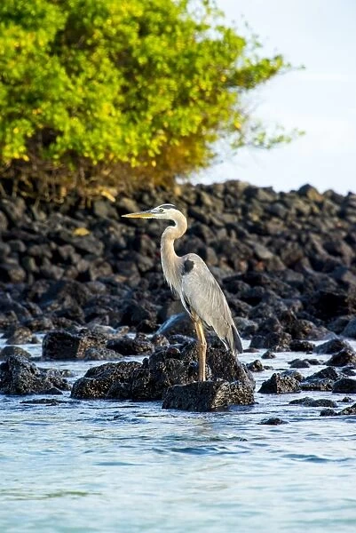 Egret at Tortuga bay
