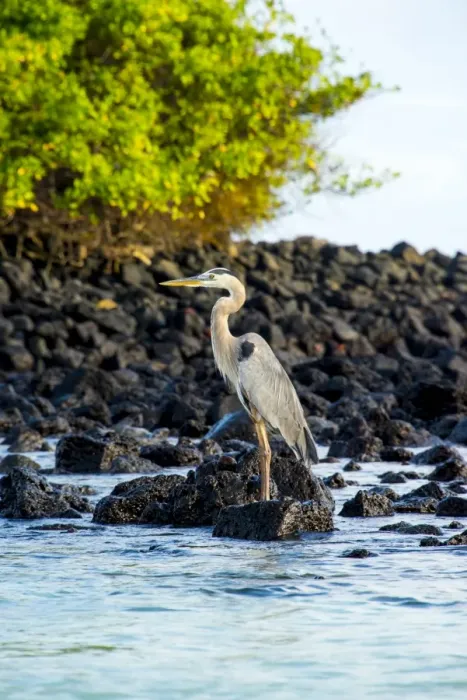 Framed Print : Egret at Tortuga bay Framed Print : Egret at Tortuga bay