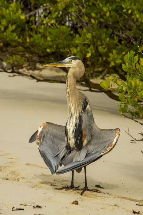 Framed Print : Egret at Tortuga bay Framed Print : Egret at Tortuga bay