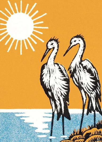 Two egrets