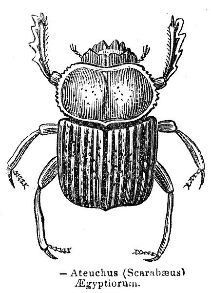 Egyptian Beetle scarab engraving 1893
