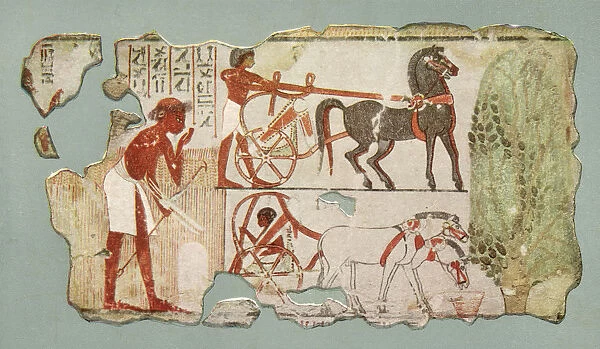 Egyptian Charioteers