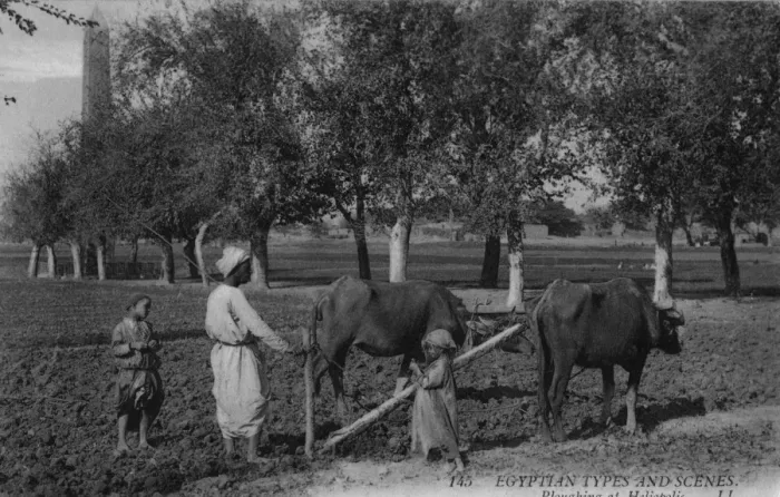 Framed Print : Egyptian Farmer Framed Print : Egyptian Farmer