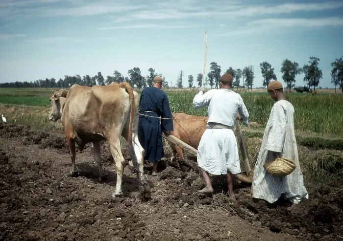 Framed Print : EGYPTIAN FARMERS Framed Print : EGYPTIAN FARMERS