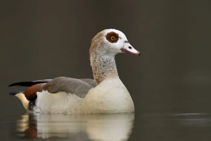 Framed Print : Egyptian Goose -Alopochen aegyptiacus-, Bergisches Land region, North Rhine-Westphalia, Germany, Europe Framed Print : Egyptian Goose -Alopochen aegyptiacus-, Bergisches Land region, North Rhine-Westphalia, Germany, Europe