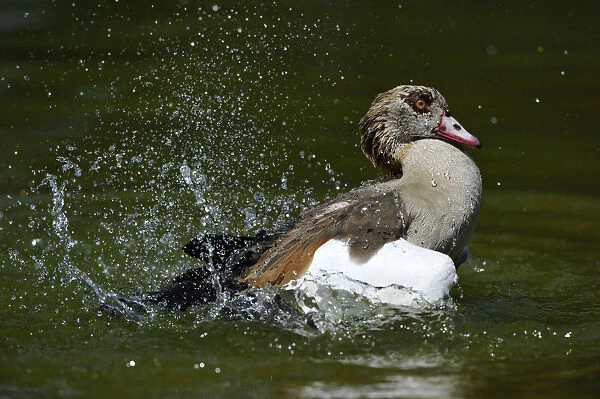 Egyptian Goose -Alopochen aegyptiacus-, splashing about swimming
