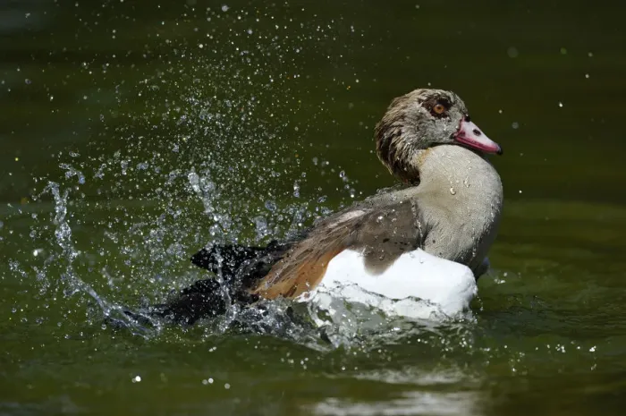 Framed Print : Egyptian Goose -Alopochen aegyptiacus-, splashing about swimming Framed Print : Egyptian Goose -Alopochen aegyptiacus-, splashing about swimming