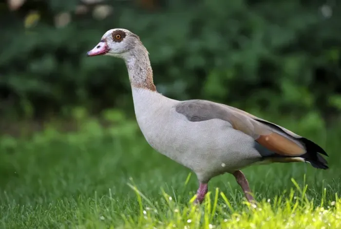 Framed Print : Egyptian Goose -Alopochen aegyptiacus- Framed Print : Egyptian Goose -Alopochen aegyptiacus-